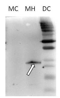 HSP26,5 | Heat shock protein 26,5 (mitochondrial) in the group Antibodies Plant/Algal / Environmental Stress / Heat shock at Agrisera AB (Antibodies for research) (AS15 2981)